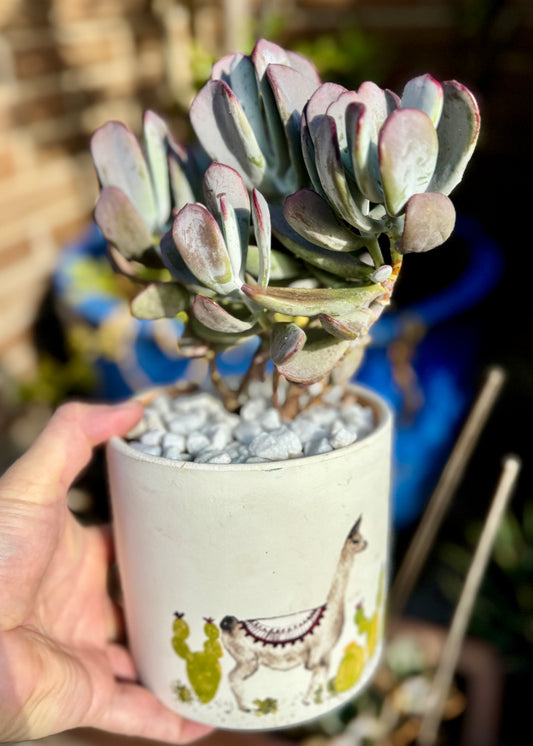 Cotyledon Orbiculata