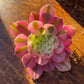 🌸 Aeonium ‘Pink Witch’