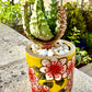 Aloe Aculeata