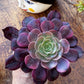 Aeonium Medusa