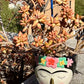 Sedum Cobrizo