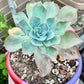 Echeveria RainDrops Hibrido