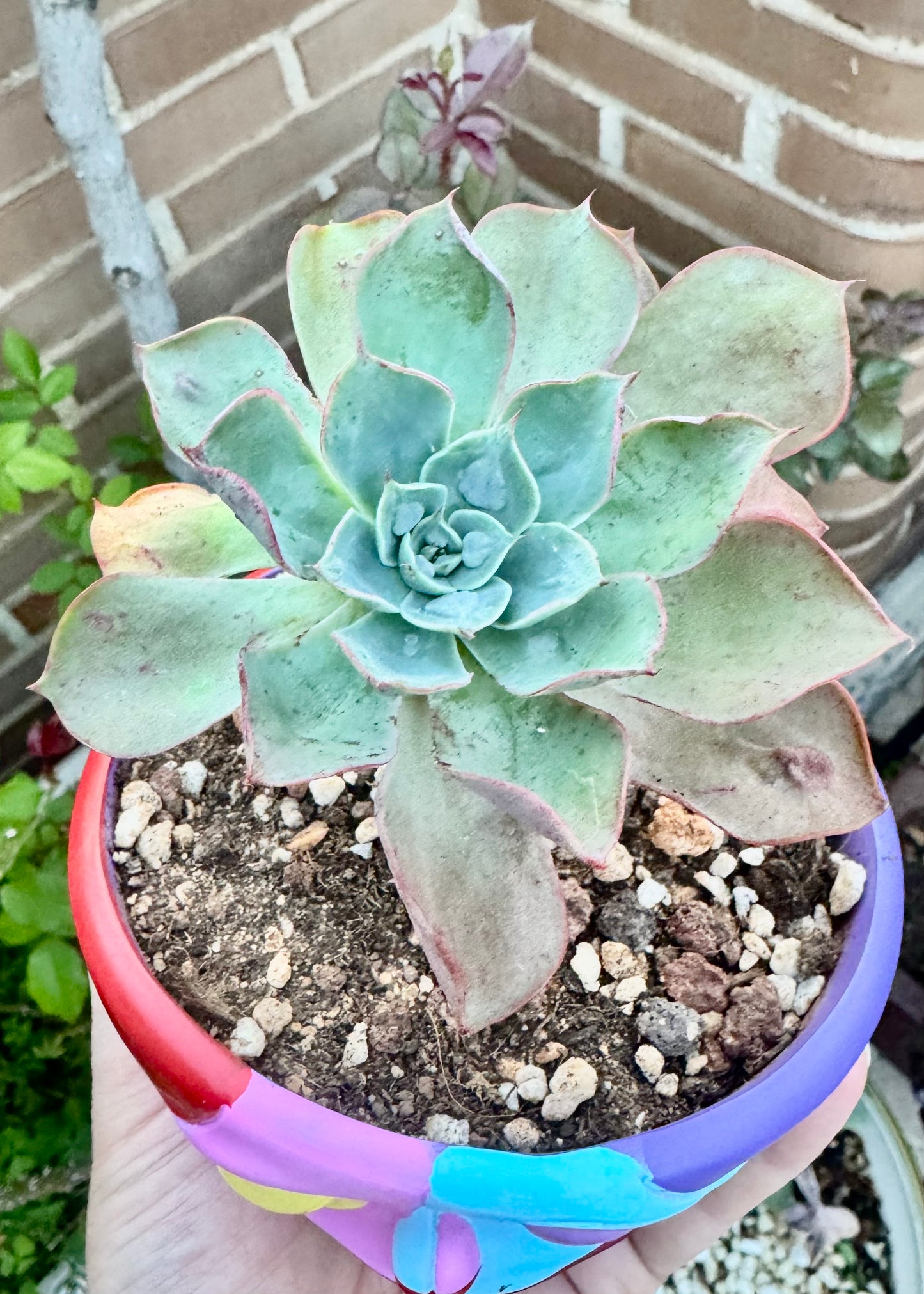 Echeveria RainDrops Hibrido