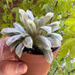 🌵 Haworthia cooperi filifera ‘Silver Swirl’