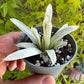 🌵 Haworthia cooperi filifera ‘Silver Swirl’