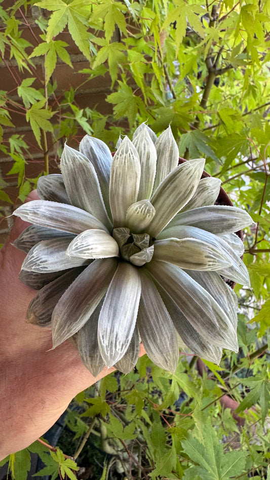🌵 Haworthia cooperi filifera ‘Silver Swirl’