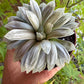 🌵 Haworthia cooperi filifera ‘Silver Swirl’