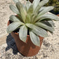 🌵 Haworthia cooperi filifera ‘Silver Swirl’