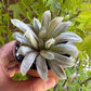 🌵 Haworthia cooperi filifera ‘Silver Swirl’