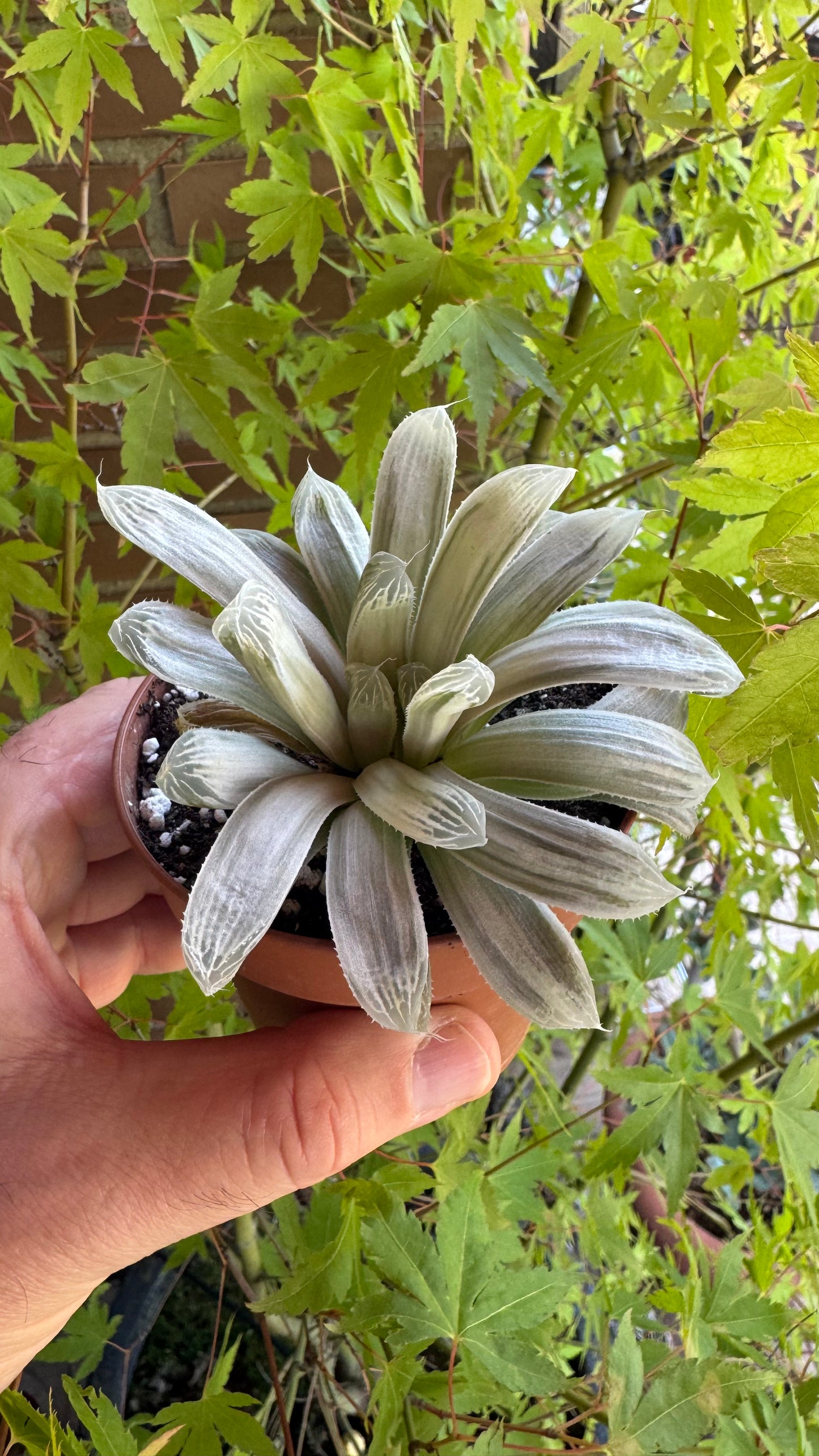 🌵 Haworthia cooperi filifera ‘Silver Swirl’