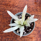 🌵 Haworthia cooperi filifera ‘Silver Swirl’