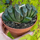 🌵 Haworthia truncata