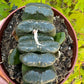 🌵 Haworthia truncata