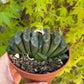 🌵 Haworthia truncata