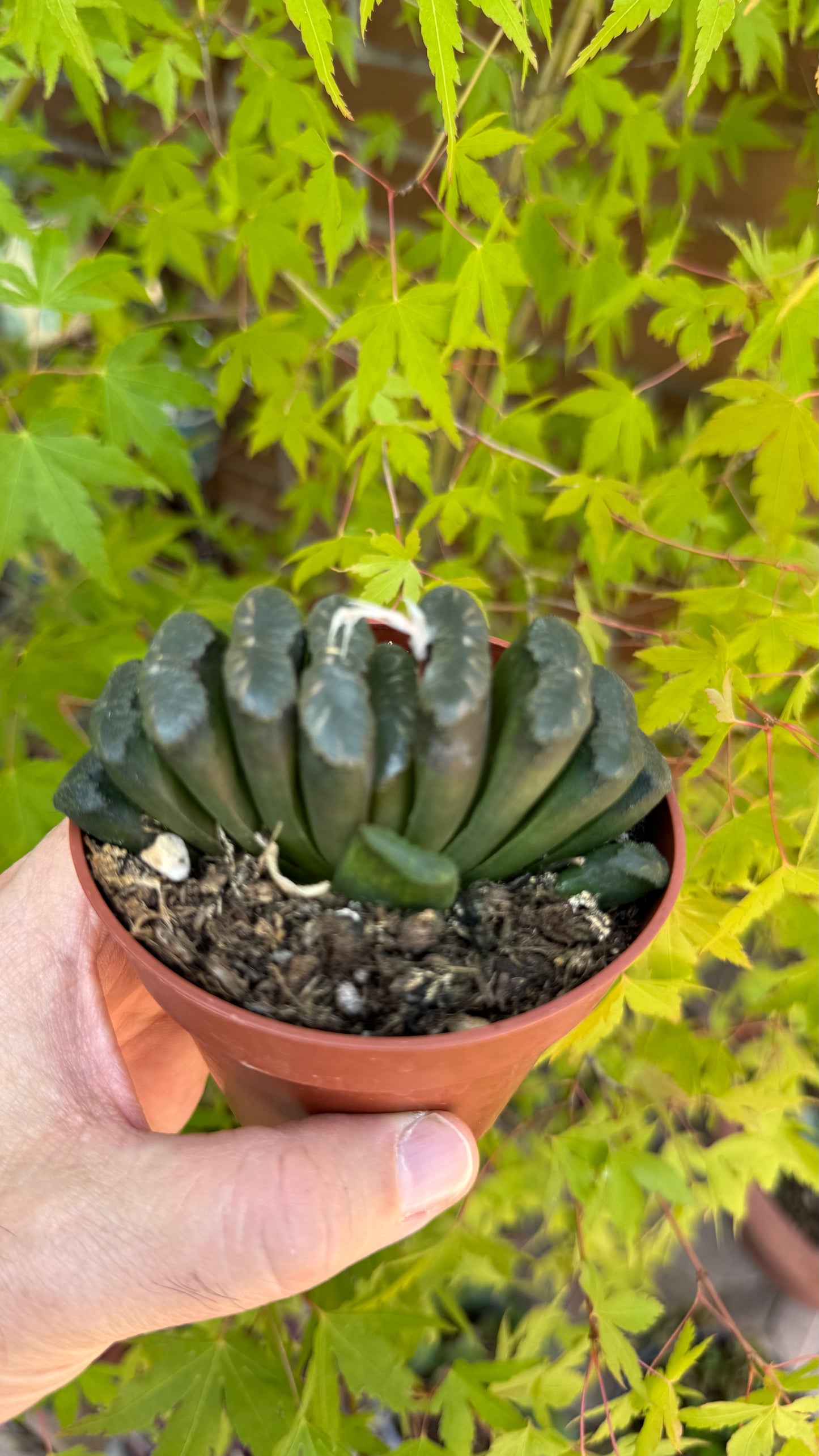 🌵 Haworthia truncata