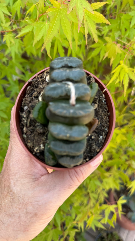 🌵 Haworthia truncata