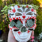 Senecio Rosario en Maceta Calavera Mexicana