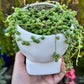 Senecio Rosario en Maceta Calavera Mexicana