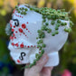 Senecio Rosario en Maceta Calavera Mexicana