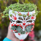 Senecio Rosario en Maceta Calavera Mexicana