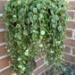 🌿 Peperomia prostrata (“Cadena de tortugas”)