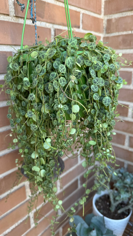 🌿 Peperomia prostrata (“Cadena de tortugas”)