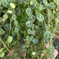 🌿 Peperomia prostrata (“Cadena de tortugas”)