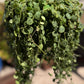 🌿 Peperomia prostrata (“Cadena de tortugas”)