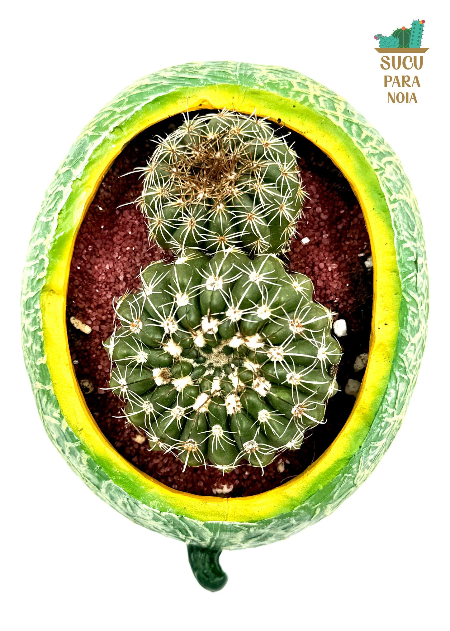 Cactus Parodia Crassigibba