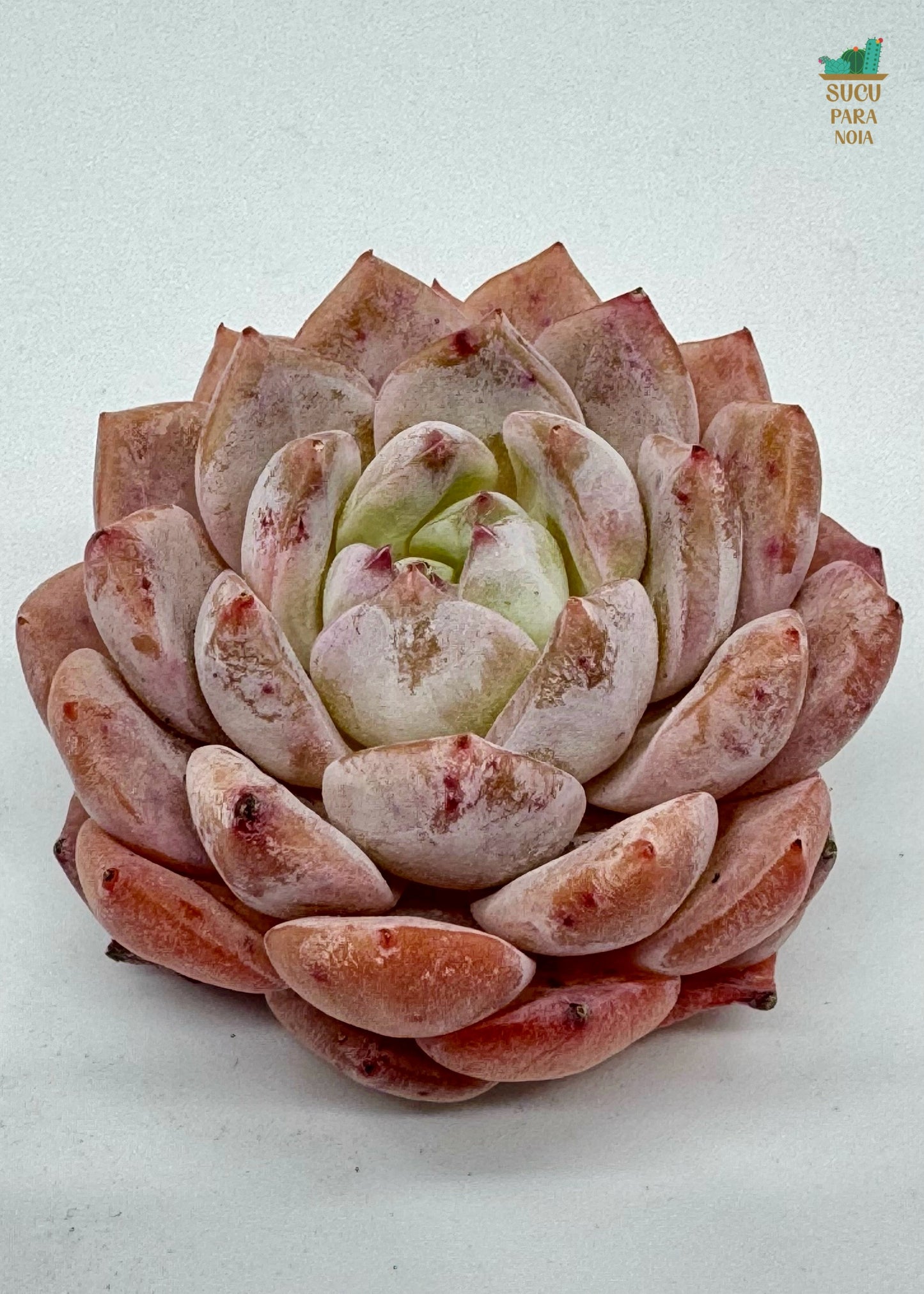 Echeveria ssp. Amazing Grace