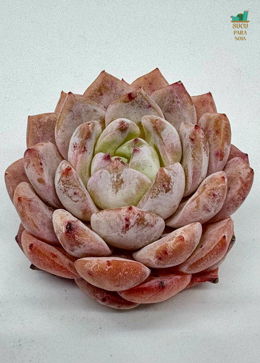 Echeveria ssp. Amazing Grace