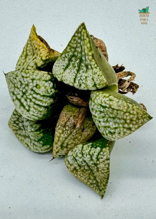 Haworthia Silver "Amber"