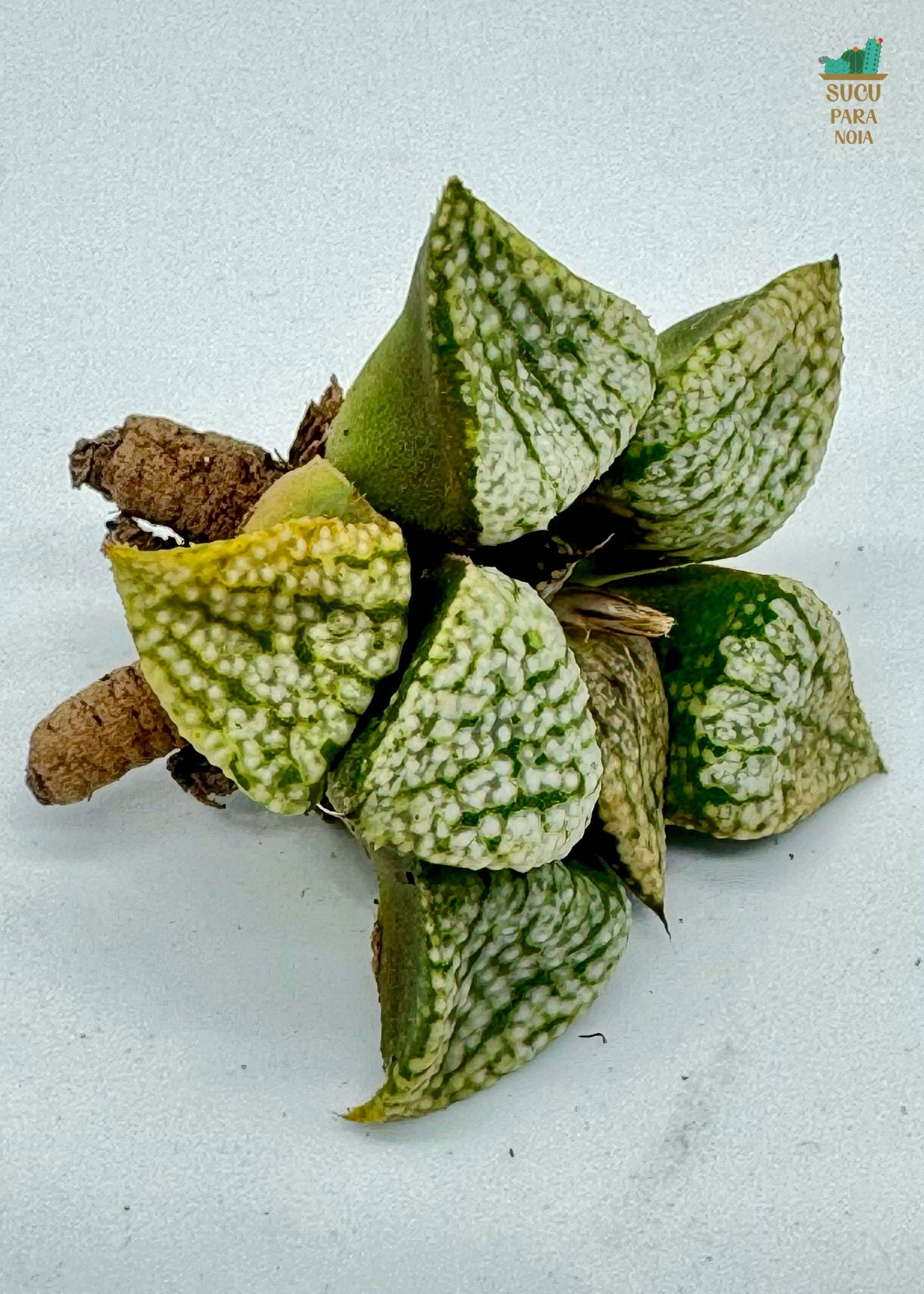 Haworthia Silver "Amber"