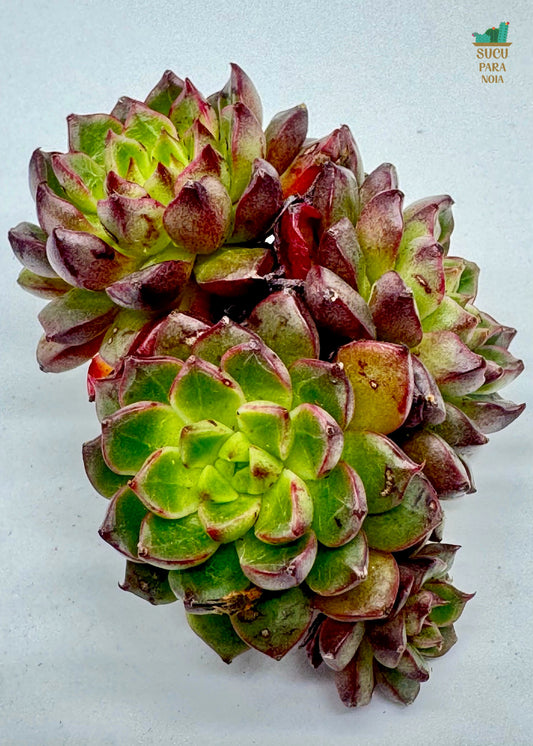 Echeveria Fireworks Daphni Clustering