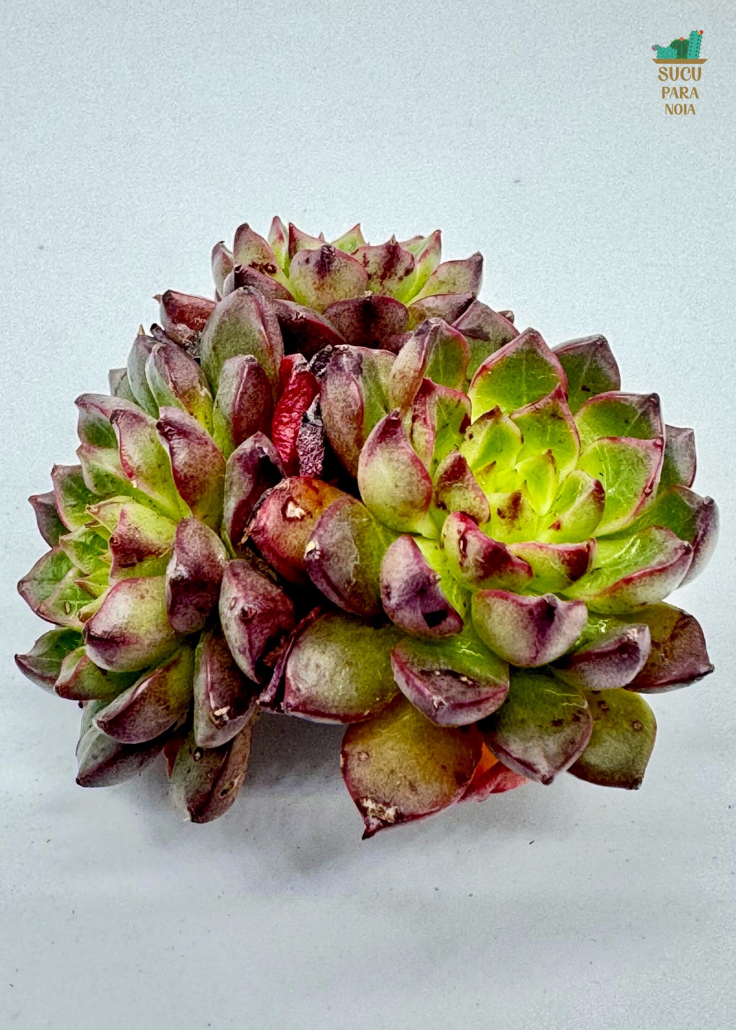 Echeveria Fireworks Daphni Clustering