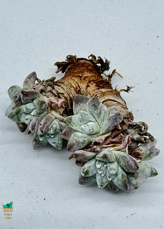 Dudleya Gnoma