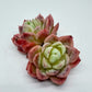 Echeveria Peach