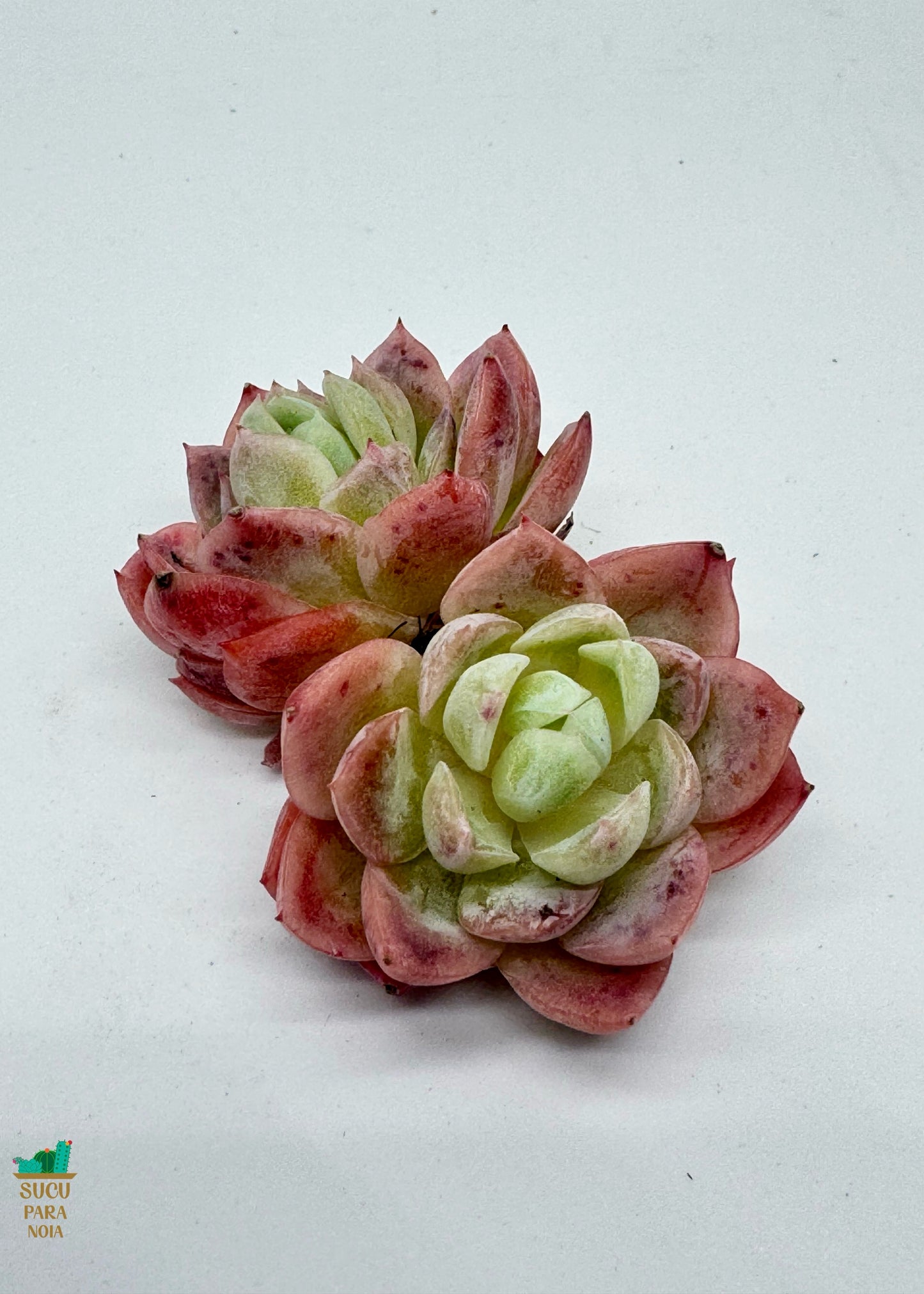 Echeveria Peach