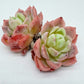 Echeveria Peach