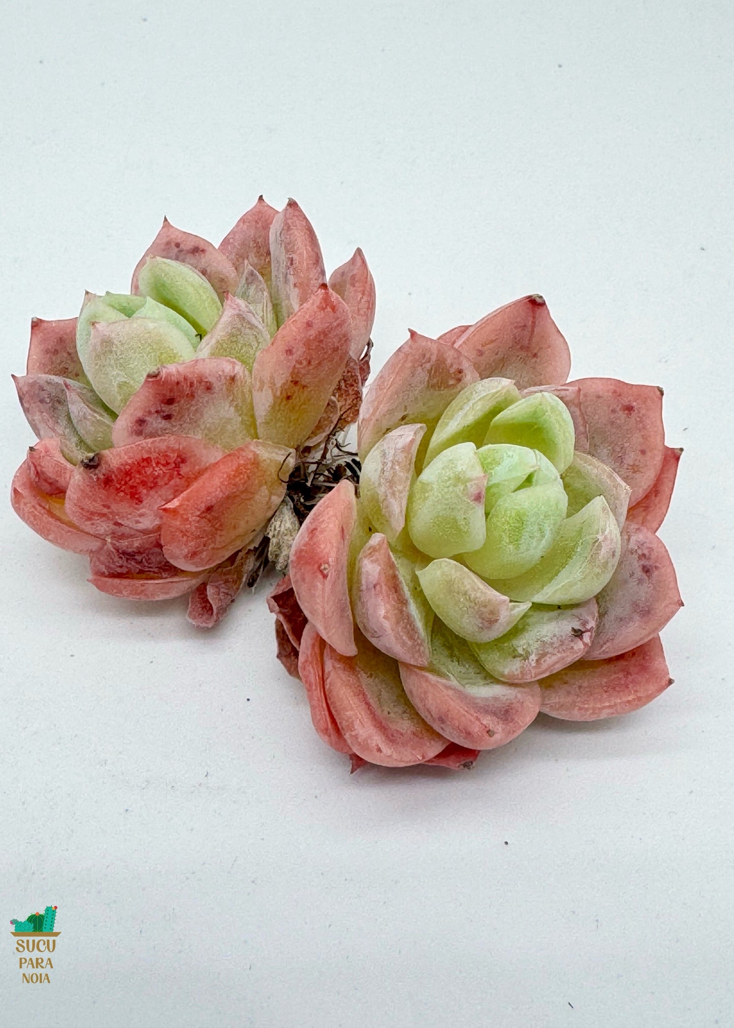 Echeveria Peach