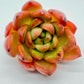 Echeveria Yudei Dongyun