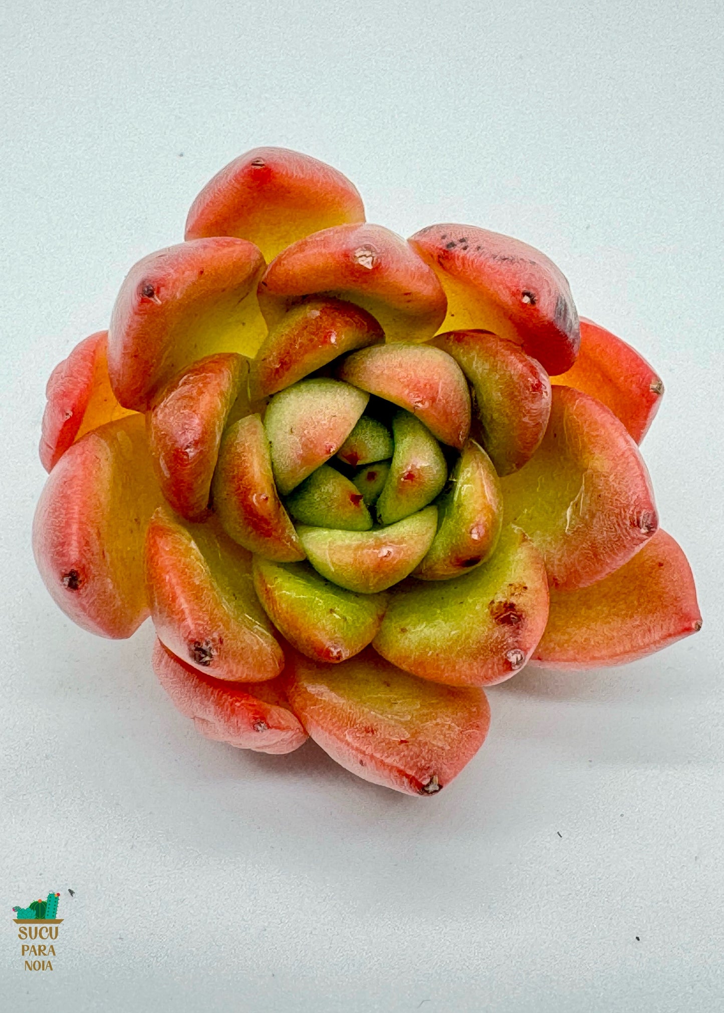 Echeveria Yudei Dongyun