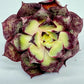 Echeveria Longissima
