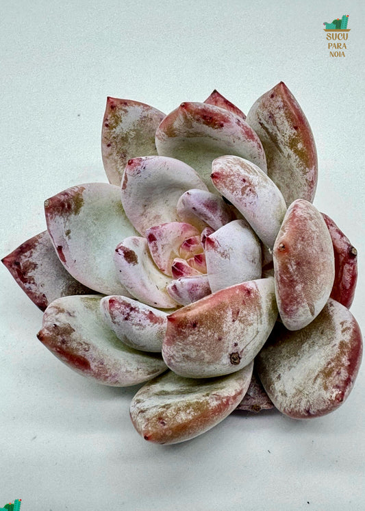 Echeveria Sanya