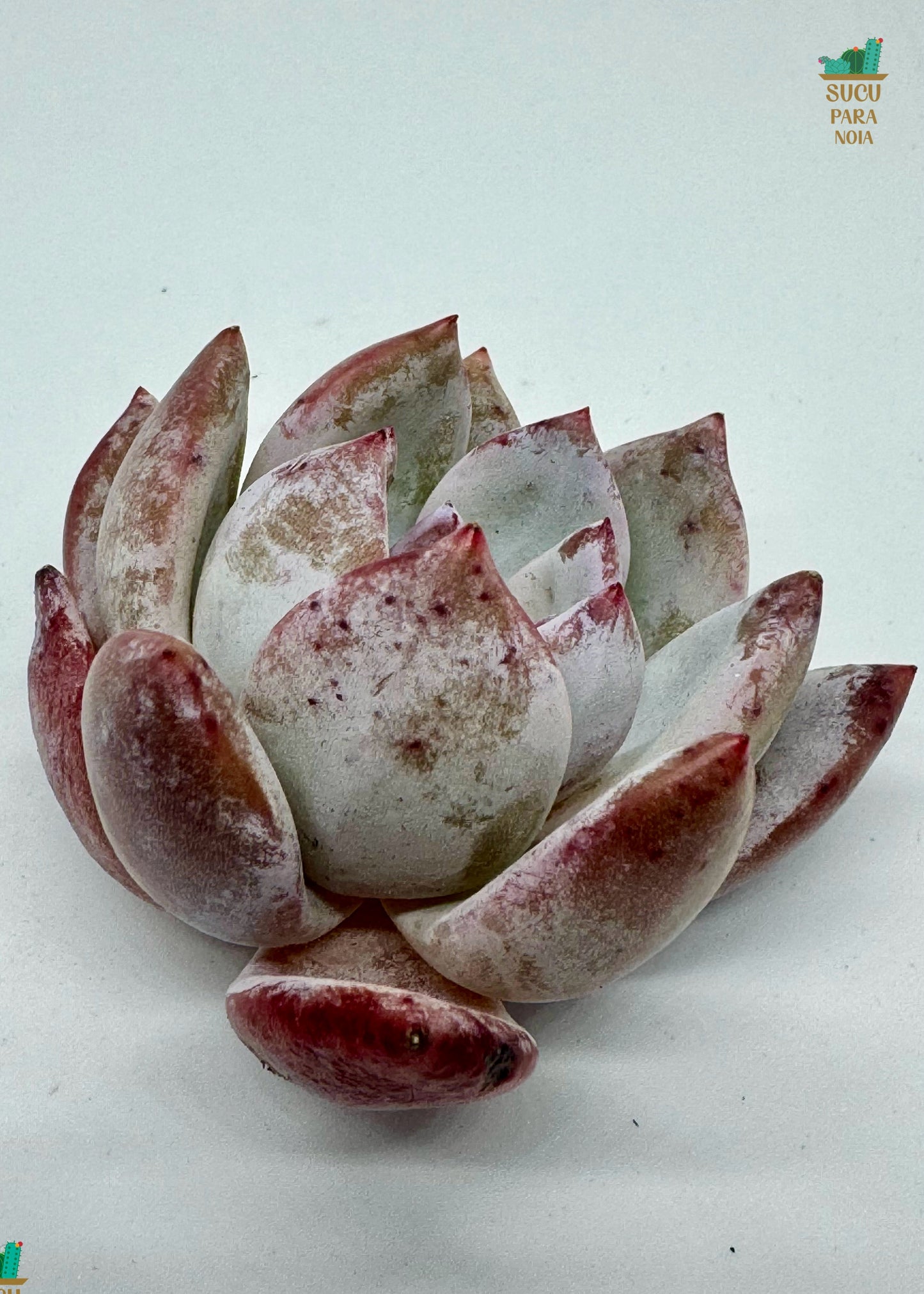 Echeveria Sanya