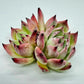 Echeveria Sedevenia Pink Ruby Clustening