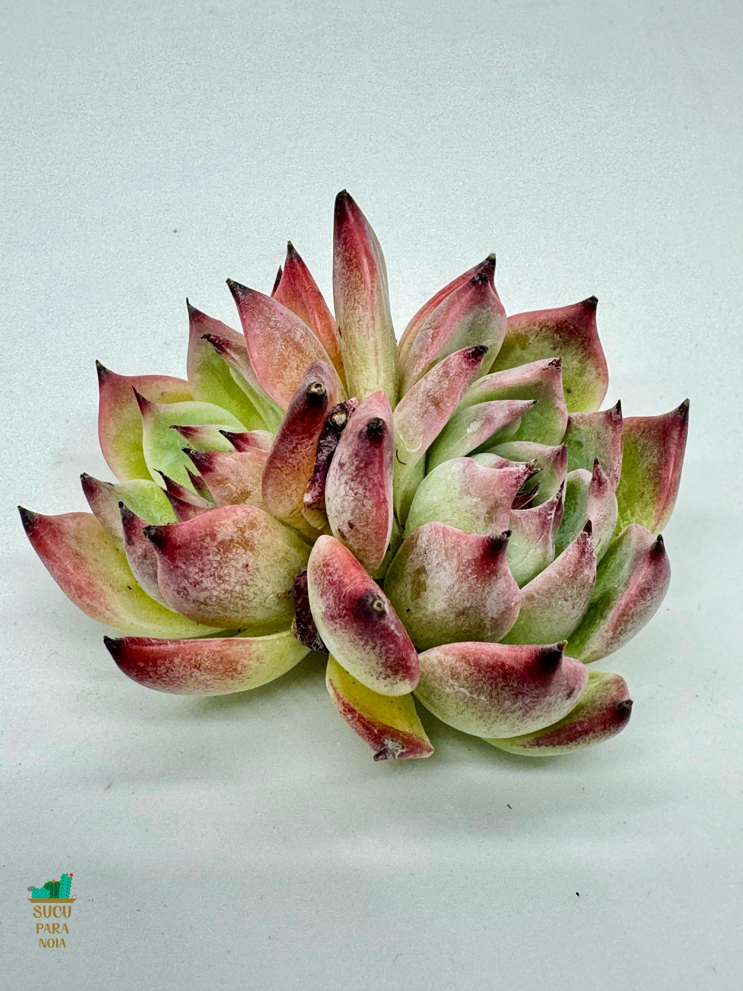 Echeveria Sedevenia Pink Ruby Clustening