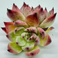 Echeveria Sedevenia Pink Ruby Clustening