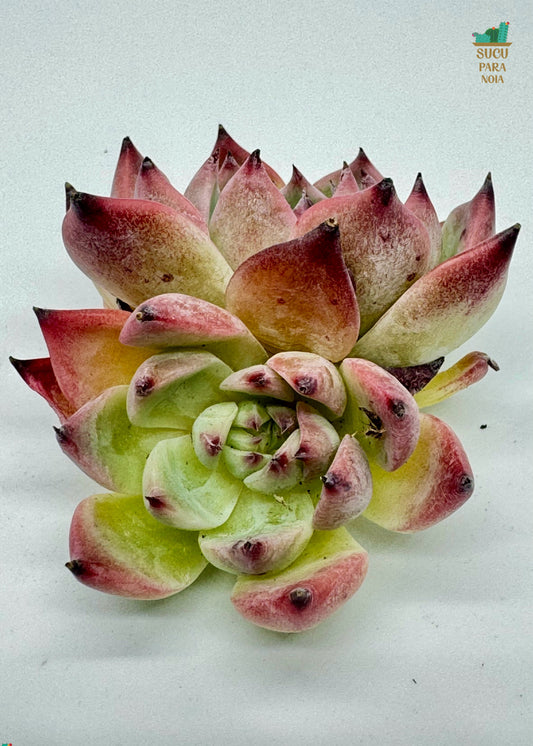 Echeveria Sedevenia Pink Ruby Clustening