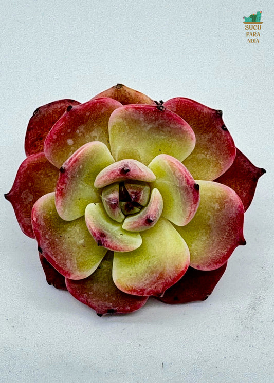 Echeveria Laulensis